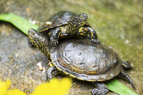 European pond turtle (Emys orbicularis) on a rock, Bavaria, Germany