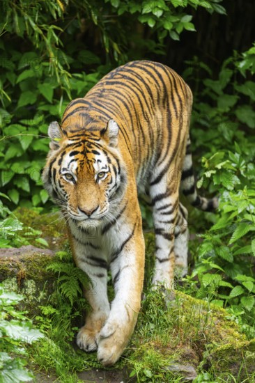 Siberian tiger (Panthera tigris tigris) walking through bushes on a rainy day, captive, Germany