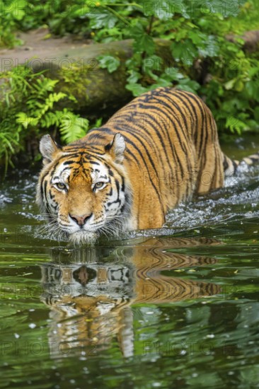 Siberian tiger (Panthera tigris tigris) walking in a lake, captive, Germany