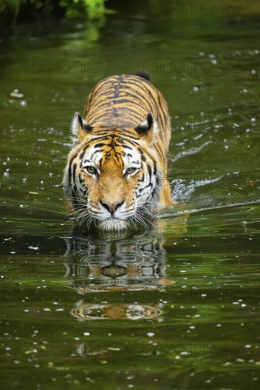 Siberian tiger (Panthera tigris tigris) swimming in a lake, captive, Germany