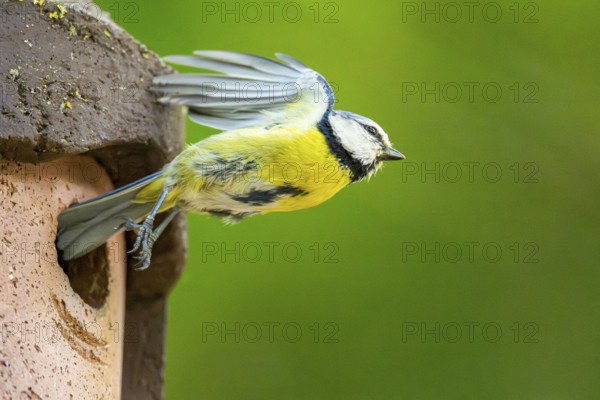 Eurasian blue tit (Cyanistes caeruleus) flying away from a bird house, Bavaria, Germany