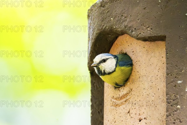 Eurasian blue tit (Cyanistes caeruleus) coming out of a bird house, Bavaria, Germany
