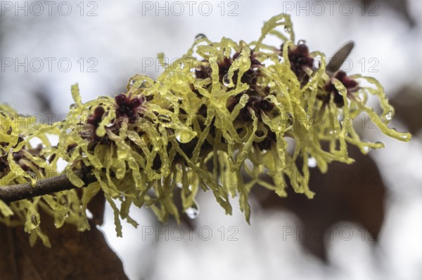 Witch hazel (Hamamelis mollis Pallida), Emsland, Lower Saxony, Germany