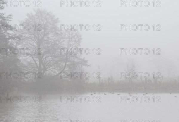 Pond landscape with black alder (Alnus glutinosa) in the fog, Emsland, Lower Saxony, Germany
