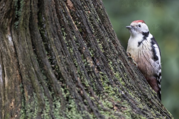Middle Spotted Woodpecker (Leiopicus medius), Emsland, Lower Saxony, Germany