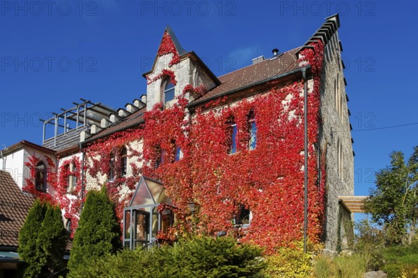 Restaurant Altes Forsthaus near Lichtenstein Castle, restaurant, dining restaurant, historic building, architecture, autumn, Virginia creeper (Parthenocissus quinquefolia), Wild Vine, climbing plant, bright red foliage, leaves, window, Honau, municipality of Lichtenstein, Swabian Alb, Baden-Württemberg, Germany