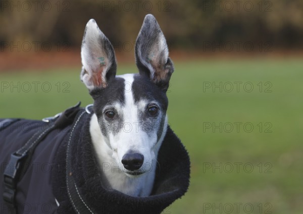Greyhound (Canis lupus familaris), male dog 10 years, portrait, in the countryside, North Rhine-Westphalia, Germany