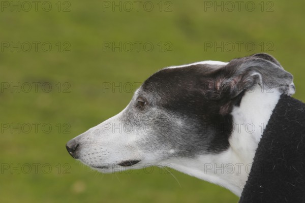 Greyhound (Canis lupus familaris), male dog 10 years, portrait sideways, in the countryside, North Rhine-Westphalia, Germany