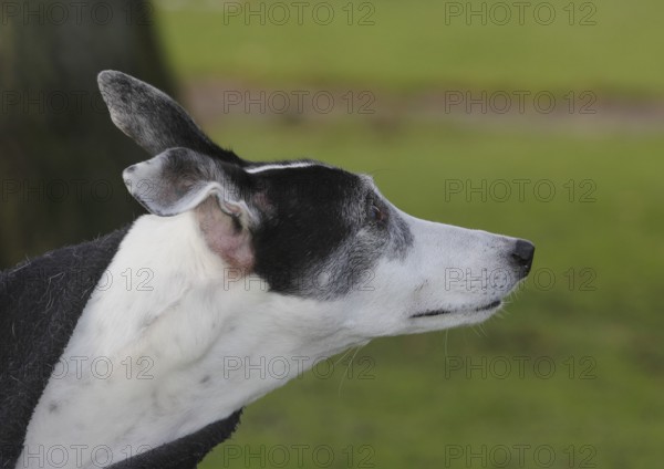 Greyhound (Canis lupus familaris), 10 years, male dog, portrait sideways, in the countryside, North Rhine-Westphalia, Germany