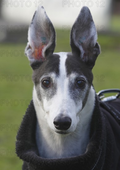Greyhound (Canis lupus familaris), male dog 10 years, portrait, in the countryside, North Rhine-Westphalia, Germany