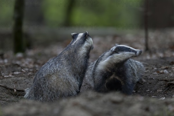 A pair of badgers (Meles meles) grooming each other at the roof castle, fun, joie de vivre, togetherness, nocturnal, Germany
