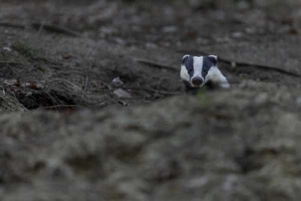 After leaving the den, badgers (Meles meles) usually devote themselves extensively to grooming, nocturnal, Germany