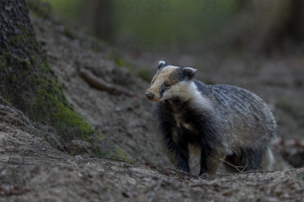 The badger moth (Meles meles) is busy almost every evening optimising or repairing the construction entrances, digging, digging, shovelling, nocturnal, Germany