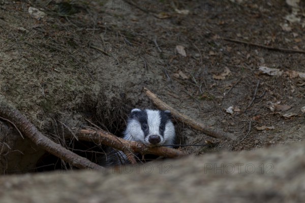 For minutes, the young badger (Meles meles) secures itself at the entrance to its burrow before stepping outside, animal children, sweet, cute, cute, nocturnal, Germany