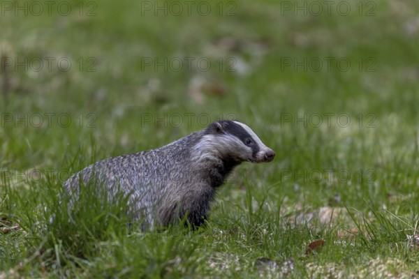 The badger (Meles meles) has just left its den under a dilapidated house and goes in search of food, nocturnal animal, Sweden
