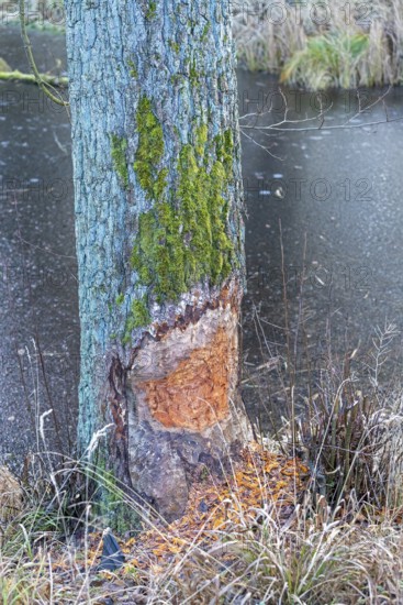 Tree bit by beaver near Spechthausen, Brandenburg, Germany