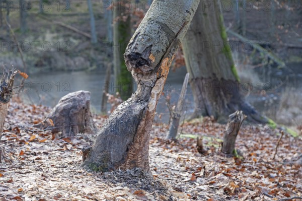 Tree bit by beaver near Spechthausen, Brandenburg, Germany