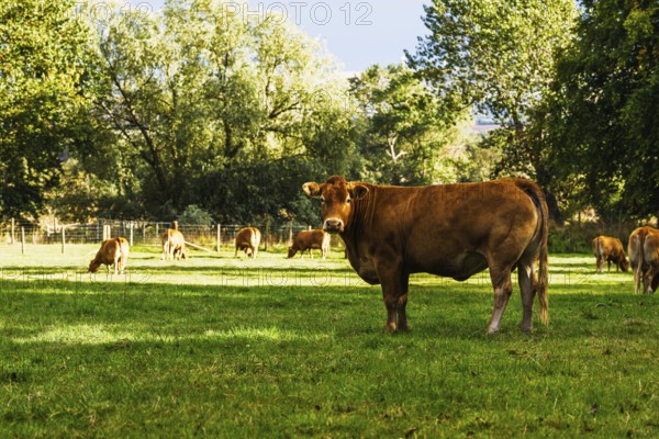 Bulls and Cows on Scottish Borders Farms, Scotland, UK