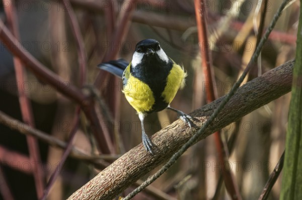 Great tit (Parus major), sitting on a branch, Baden-Württemberg, Germany