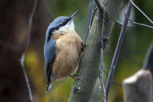 Nuthatch (Sitta europaea) sitting on a branch, Baden-Württemberg, Germany