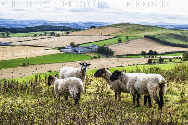 Sheeps, Scotish fields and farms, Southeast Scotland, UK