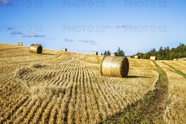 Straw bales in the Scottish fields, Southeast Scotland, UK