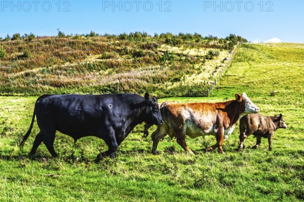 Bulls and Cows on Scottish Borders Farms, Scotland, UK