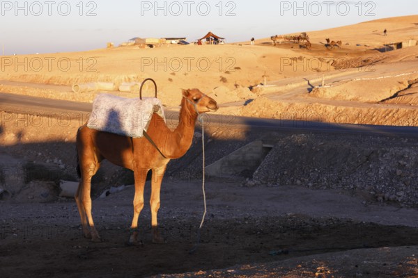 Dromedary, camel rides for tourists, Agafay Desert, rocky rocky desert near Marrakech, Morocco