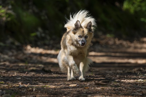 Dog, mixed breed, runs