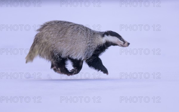 European badger (Meles meles), running in a snowy landscape, Swabian Alb biosphere reserve, Baden-Württemberg, Germany