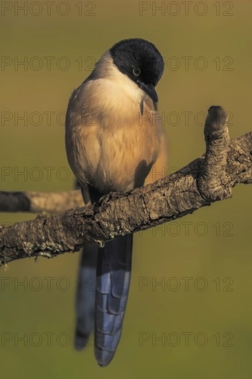 Azure-winged Magpie (Cyanopica cyana) on a cork oak branch, Castilla-La Mancha, Spain