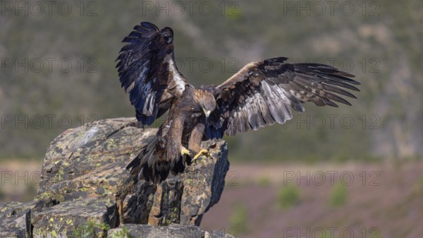 Golden eagle (Aquila chrysaetos), female landing on a lichen-covered rock, flight, flying, habitat, habitat, Extremadura, Spain