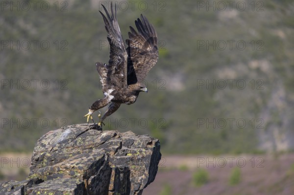 Golden eagle (Aquila chrysaetos), male, Tercel taking off from a lichen-covered rock, flight, flying, habitat, habitat, Extremadura, Spain
