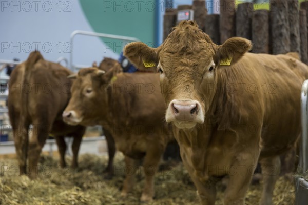Cows in the animal hall at the Green Week at the exhibition center in Berlin on 16.01.2026. The Agricultural and Food Industry Fair will take place from January 16-25, 2026