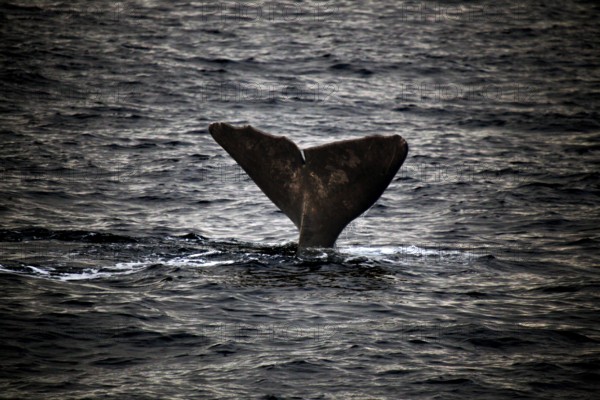 Whale fluke rises out of water in Andenes during whale watching, Andenes, Vesterålen, Norway