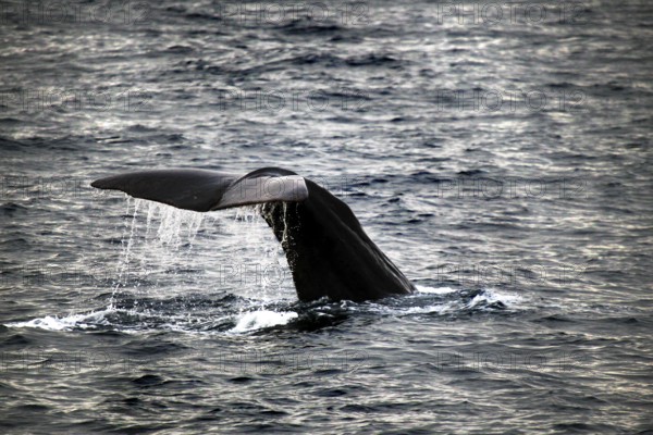 Fluke of a sperm whale in the ocean near Andenes during whale watching, Andenes, Vesterålen, Norway