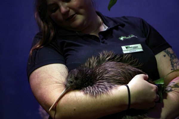 Woman lovingly holding a kiwi in her arms against a dark background, Franz Josef Glacier, West Coast Wildlife Centre, New Zealand