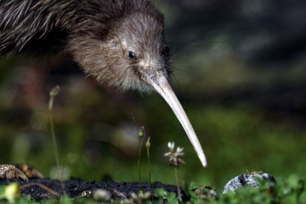 Close-up of a northern striped kiwi exploring the soil, Franz Josef Glacier, New Zealand