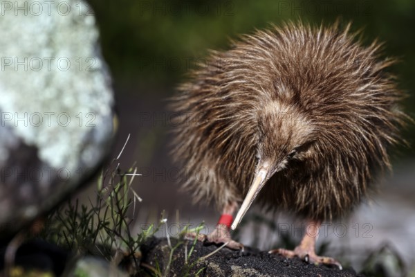 Fluffy chick of northern striped kiwi on mossy soil, Franz Josef Glacier, New Zealand