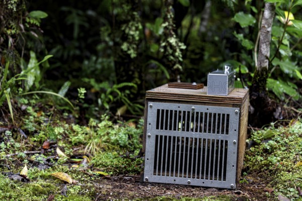 Wooden box trap in the thick forest of Franz Josef Glacier, Franz Josef Glacier, New Zealand