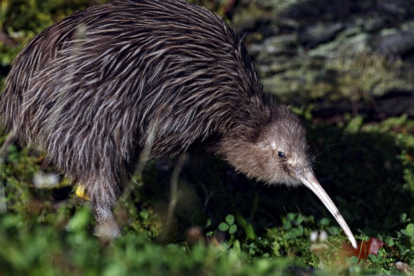 Northern striped kiwi foraging on moss-covered soil, Franz Josef Glacier, New Zealand