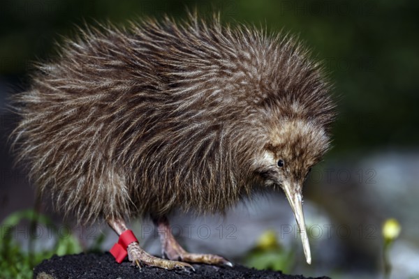 A fluffy kiwi chick on a branch in the Franz Josef Glacier area, Franz Josef Glacier, New Zealand
