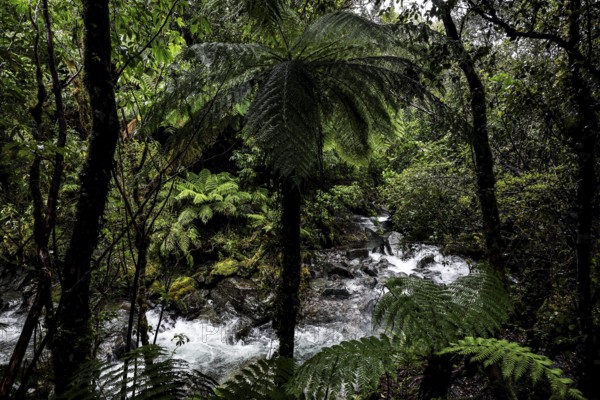 Fern and flowing river surrounded by thick forest, Fox Glacier, New Zealand