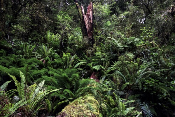 Dense fern vegetation in lush forest on Lake Marian Track, Lake Marian Track, Fjordland, New Zealand