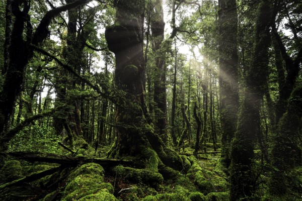 Rays of light shine through thick, moss-covered forest on Lake Gunn Nature Walk, Fjordland National Park, New Zealand