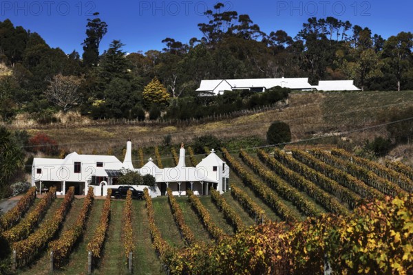 Picturesque Te Mata Estate winery with surrounding vines and countryside, Hawke's Bay, New Zealand