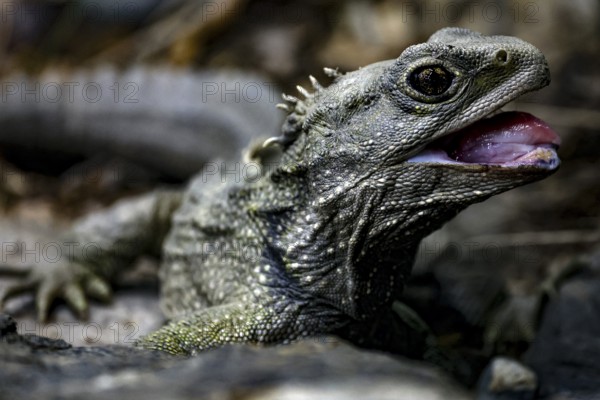 Close-up of a tuatara in the West Coast Wildlife Centre near Franz Josef Glacier, zero