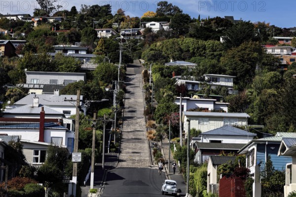 Long, steep residential street with lots of houses and vegetation in Dunedin, Dunedin, Otago, New Zealand