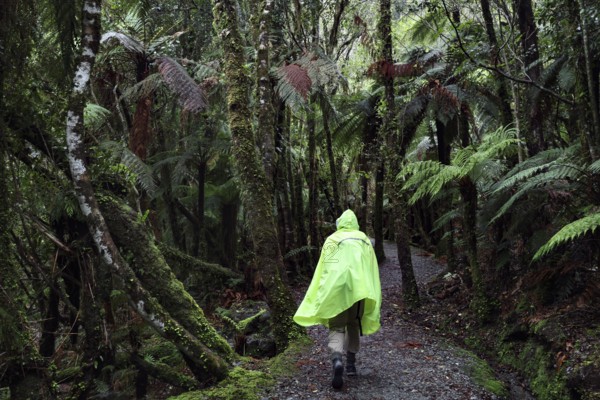 Hiker in a rain-soaked, lush green forest along a narrow trail to Fox Glacier, West Coast, New Zealand