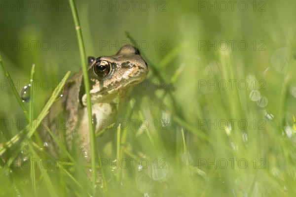 Common frog (Rana temporaria) juvenile baby froglet amphibian amongst grass of a garden lawn in summer, England, United Kingdom